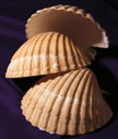 Shells